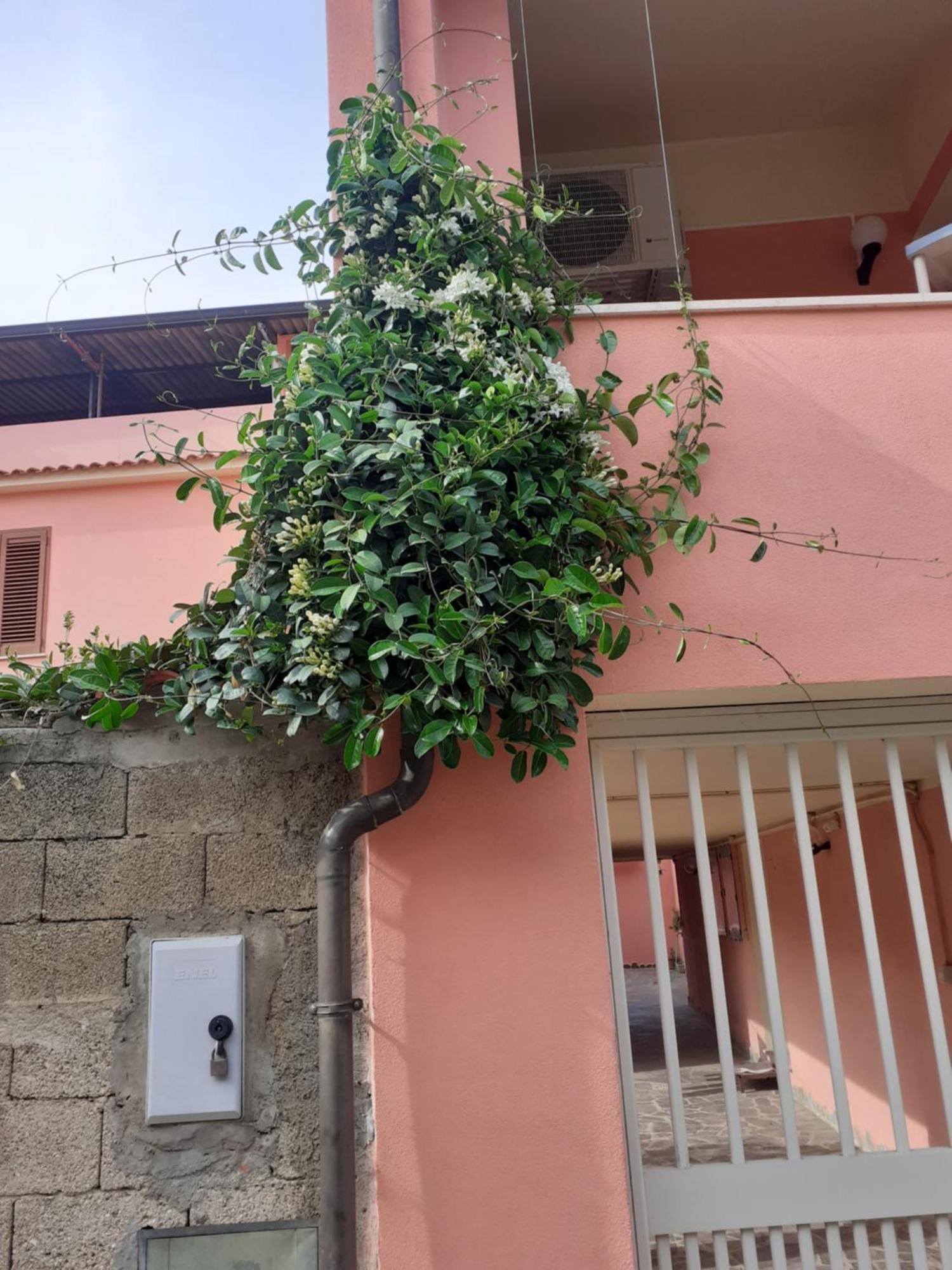 L'Agrifoglio Di Emy Bed & Breakfast Guspini Ngoại thất bức ảnh